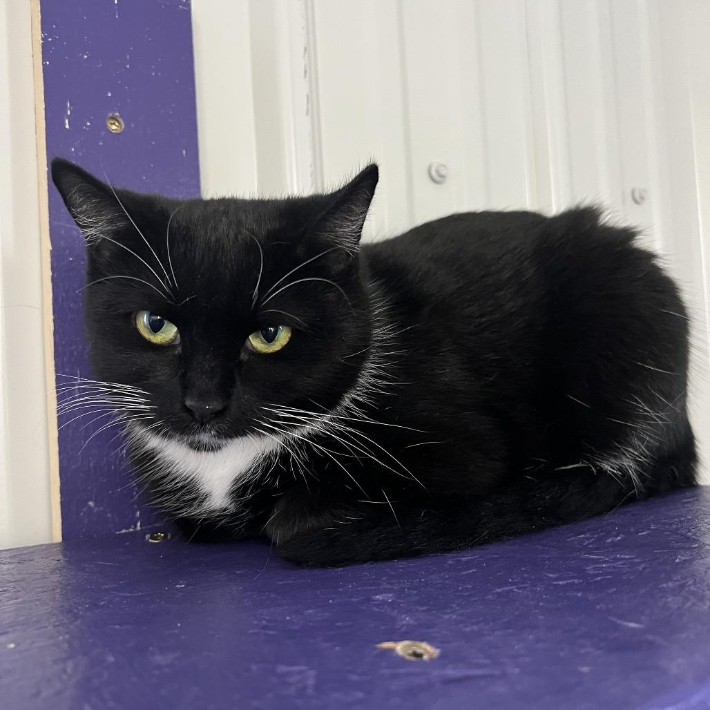 Enlarge Flower, a Adoptable Domestic Short Hair in Blairsville, GA image 1/1