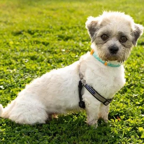 Mickey- Foster Home Needed, Adoptable, Young Male Shih Tzu.