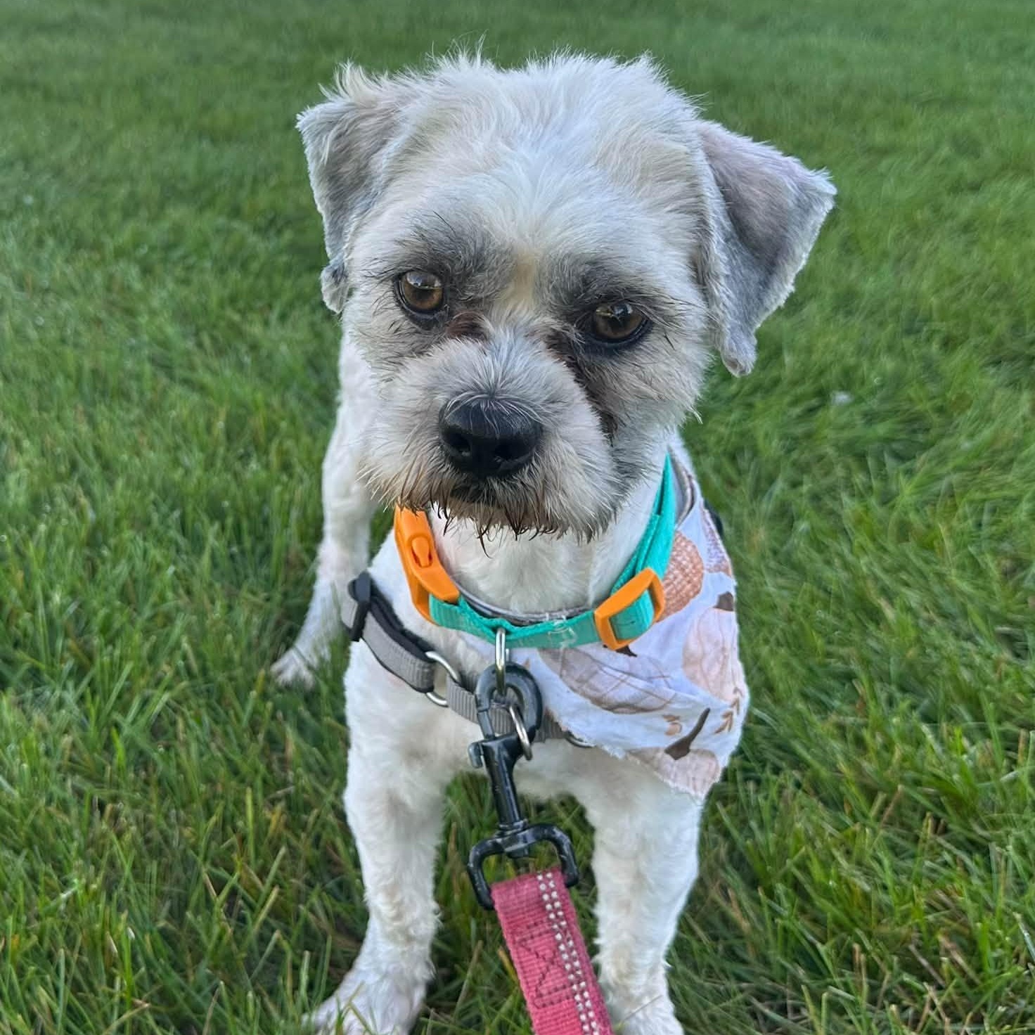 Enlarge Mickey- Foster Home Needed, a Adoptable Shih Tzu in Hartland, WI image 3/5