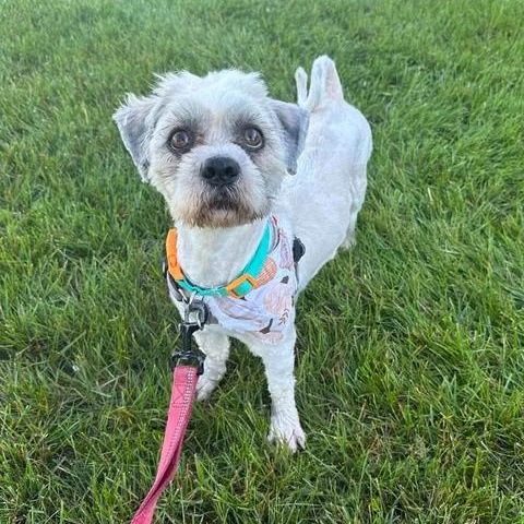 Enlarge Mickey- Foster Home Needed, a Adoptable Shih Tzu in Hartland, WI image 2/5