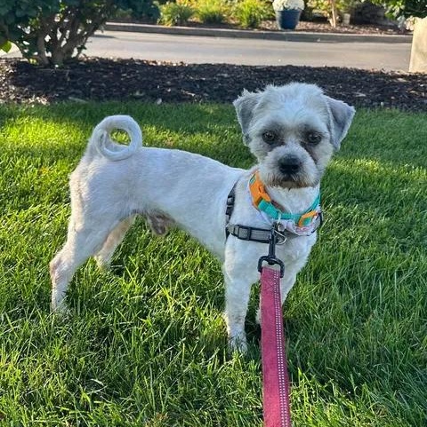 Enlarge Mickey- Foster Home Needed, a Adoptable Shih Tzu in Hartland, WI image 1/5