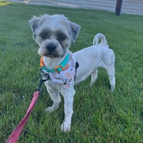 Enlarge Mickey- Foster Home Needed, a Adoptable Shih Tzu in Hartland, WI image 4/5