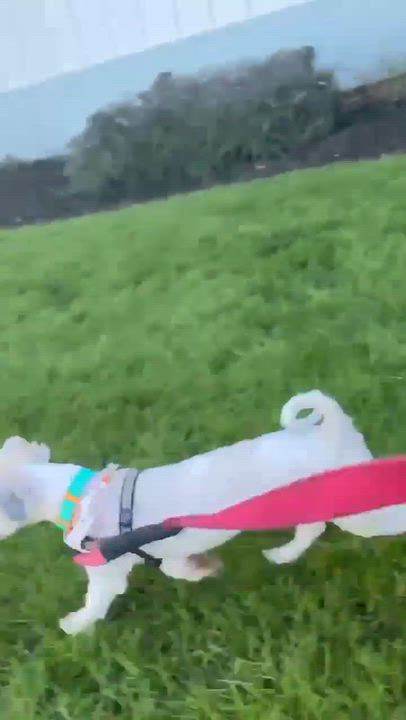 Enlarge Mickey- Foster Home Needed, a Adoptable Shih Tzu in Hartland, WI video 5/5
