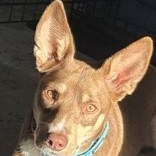 Piper, Adoptable, Adult Female Miniature Pinscher.