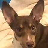 Piper, Adoptable, Adult Female Miniature Pinscher.