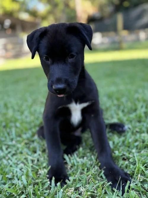 Donut, Adoptable, Puppy Male Rottweiler & Siberian Husky.