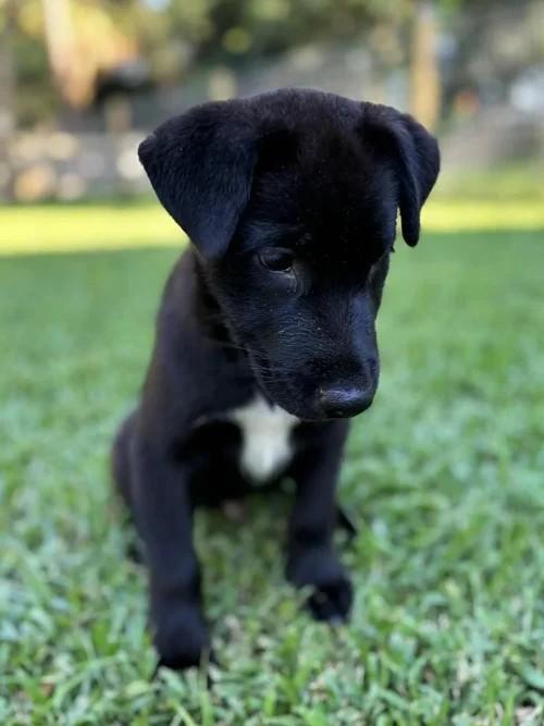 Donut, a Adoptable mixed breed in Winter Springs, FL image 2/6