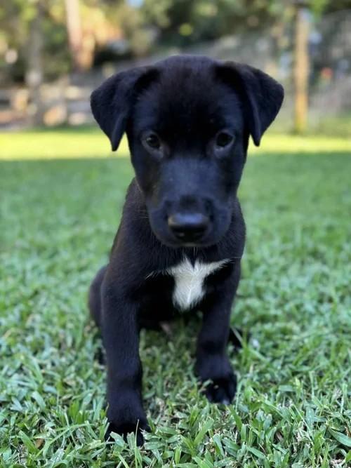 Donut, a Adoptable mixed breed in Winter Springs, FL image 3/6