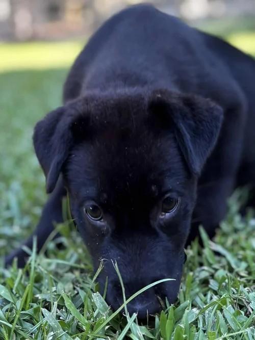Donut, a Adoptable mixed breed in Winter Springs, FL image 4/6