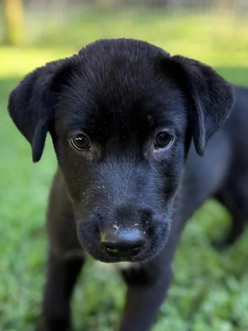 Donut, a Adoptable mixed breed in Winter Springs, FL image 5/6