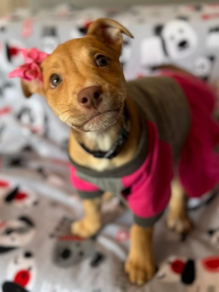 Cheerio, Adoptable, Puppy Female Pit Bull Terrier & Shepherd.