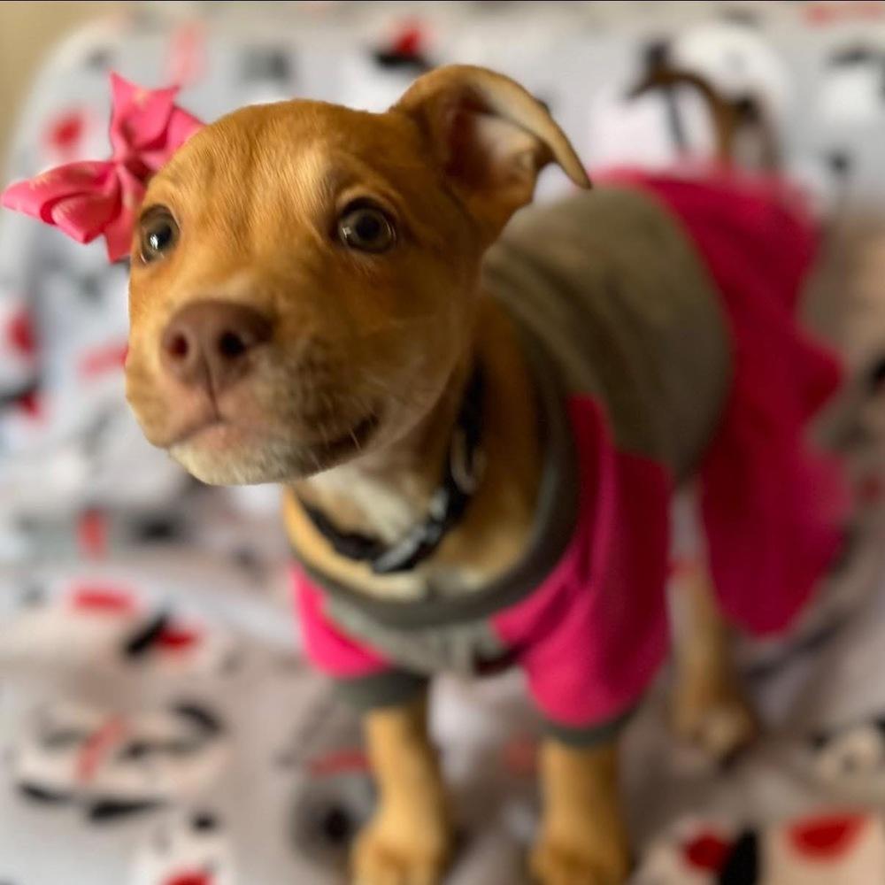 Enlarge Cheerio, a Adoptable mixed breed in Scranton, PA image 2/4