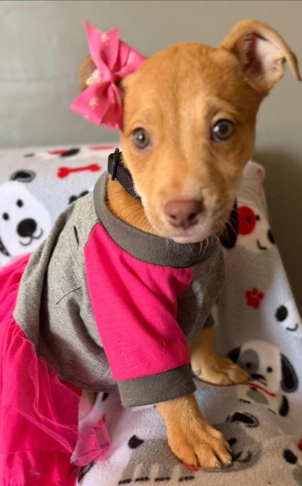 Enlarge Cheerio, a Adoptable mixed breed in Scranton, PA image 3/4