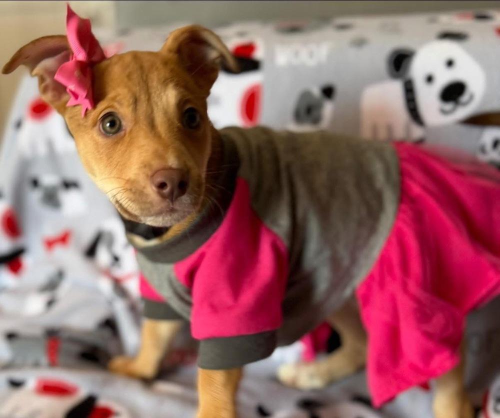 Enlarge Cheerio, a Adoptable mixed breed in Scranton, PA image 4/4