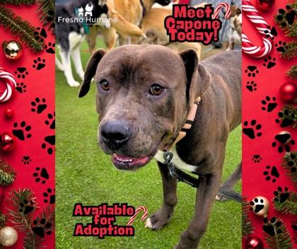 Capone, Adoptable, Young Male Pit Bull Terrier & Mixed Breed.