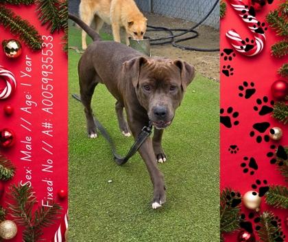 Capone, a Adoptable mixed breed in Fresno, CA image 2/3