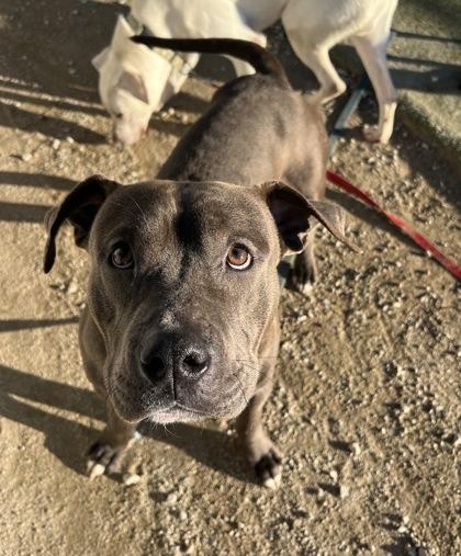 Capone, a Adoptable mixed breed in Fresno, CA image 3/3