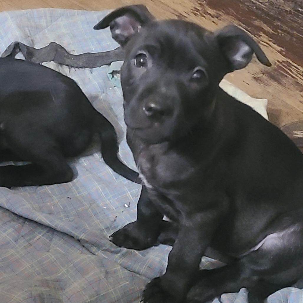 Enlarge Aaralia, a Adoptable Mixed Breed in Fredericksburg, VA image 1/2