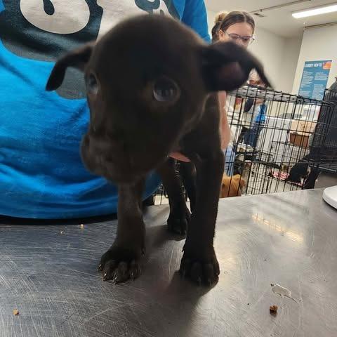 Enlarge Aaralia, a Adoptable Mixed Breed in Fredericksburg, VA image 2/2