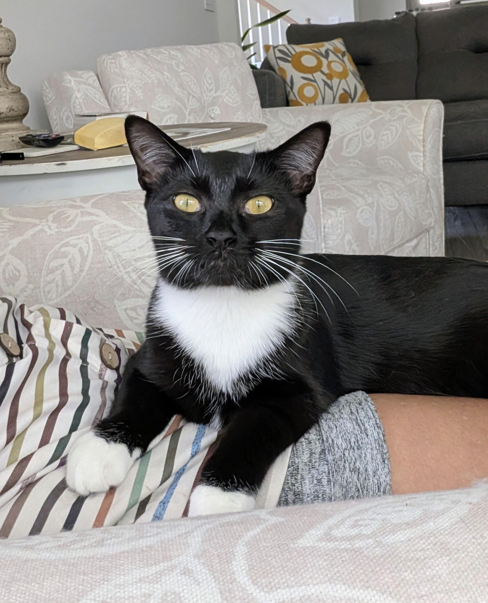 Ohana, Adoptable, Young Female Domestic Short Hair.