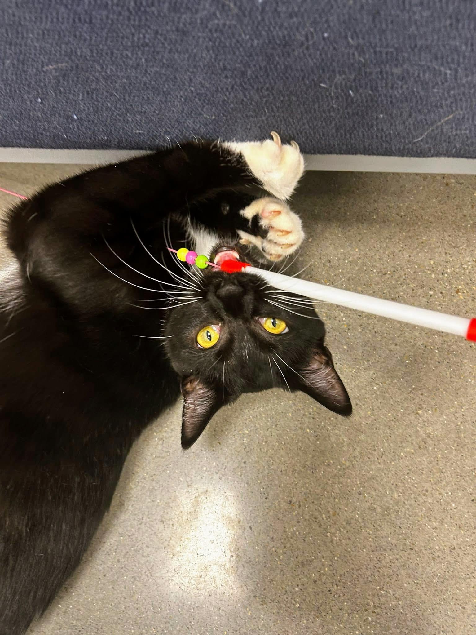 Enlarge Ohana, a Adoptable Domestic Short Hair in Apex, NC image 2/6