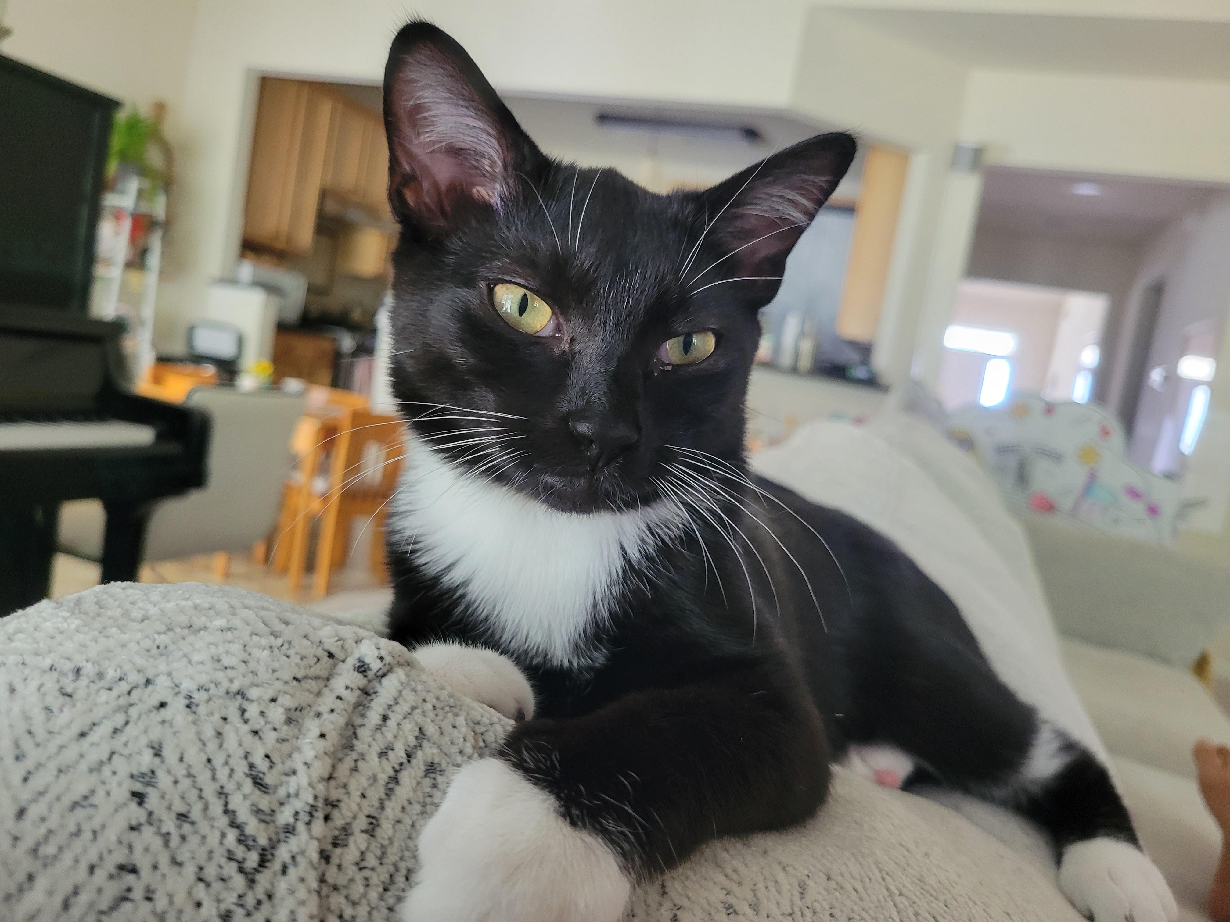 Enlarge Ohana, a Adoptable Domestic Short Hair in Apex, NC image 4/6