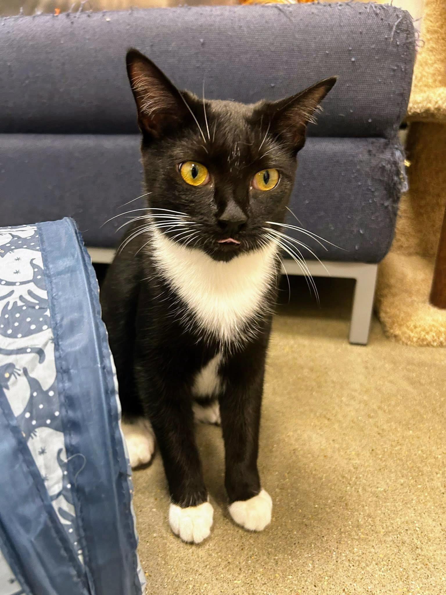 Enlarge Ohana, a Adoptable Domestic Short Hair in Apex, NC image 5/6