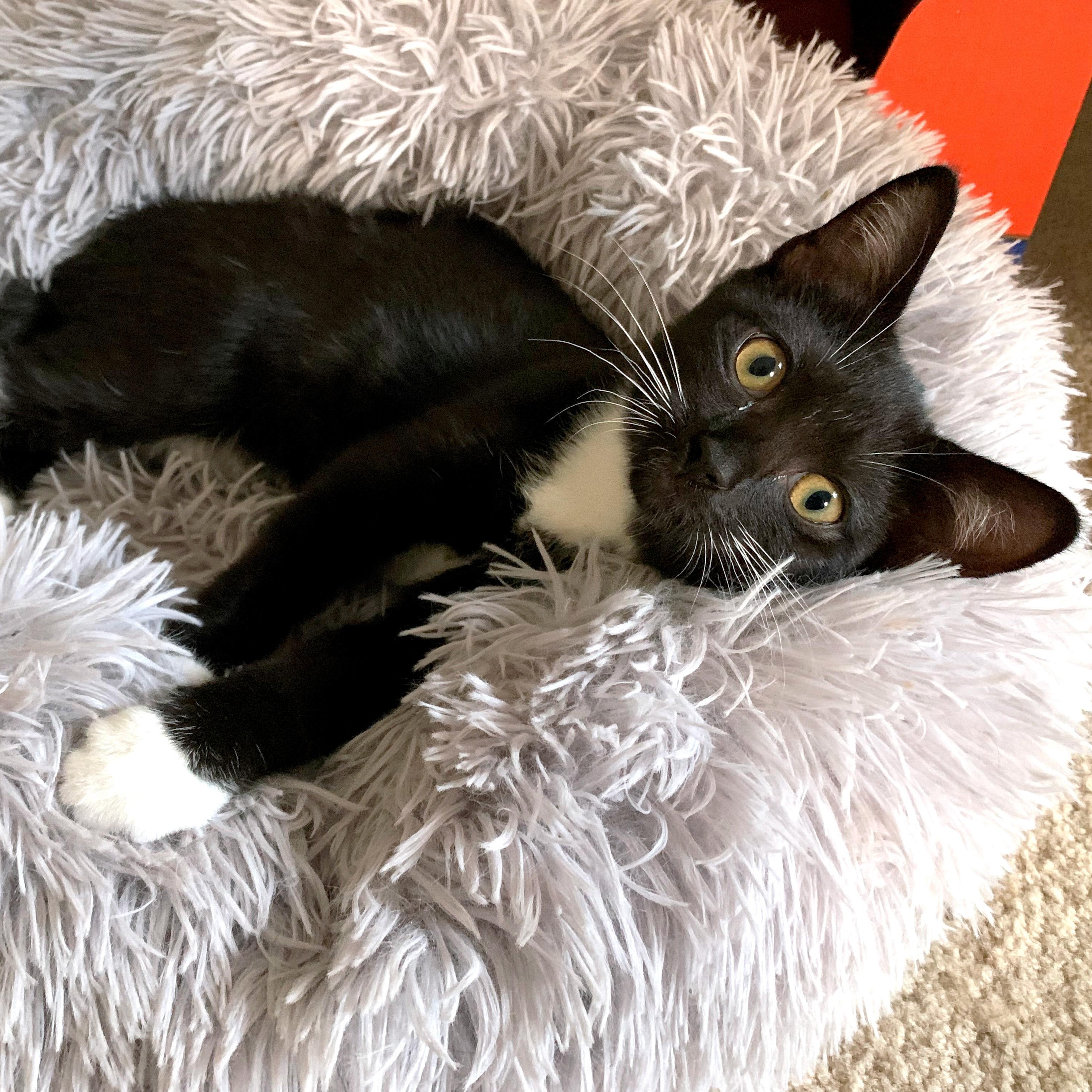 Enlarge Ohana, a Adoptable Domestic Short Hair in Apex, NC image 3/6