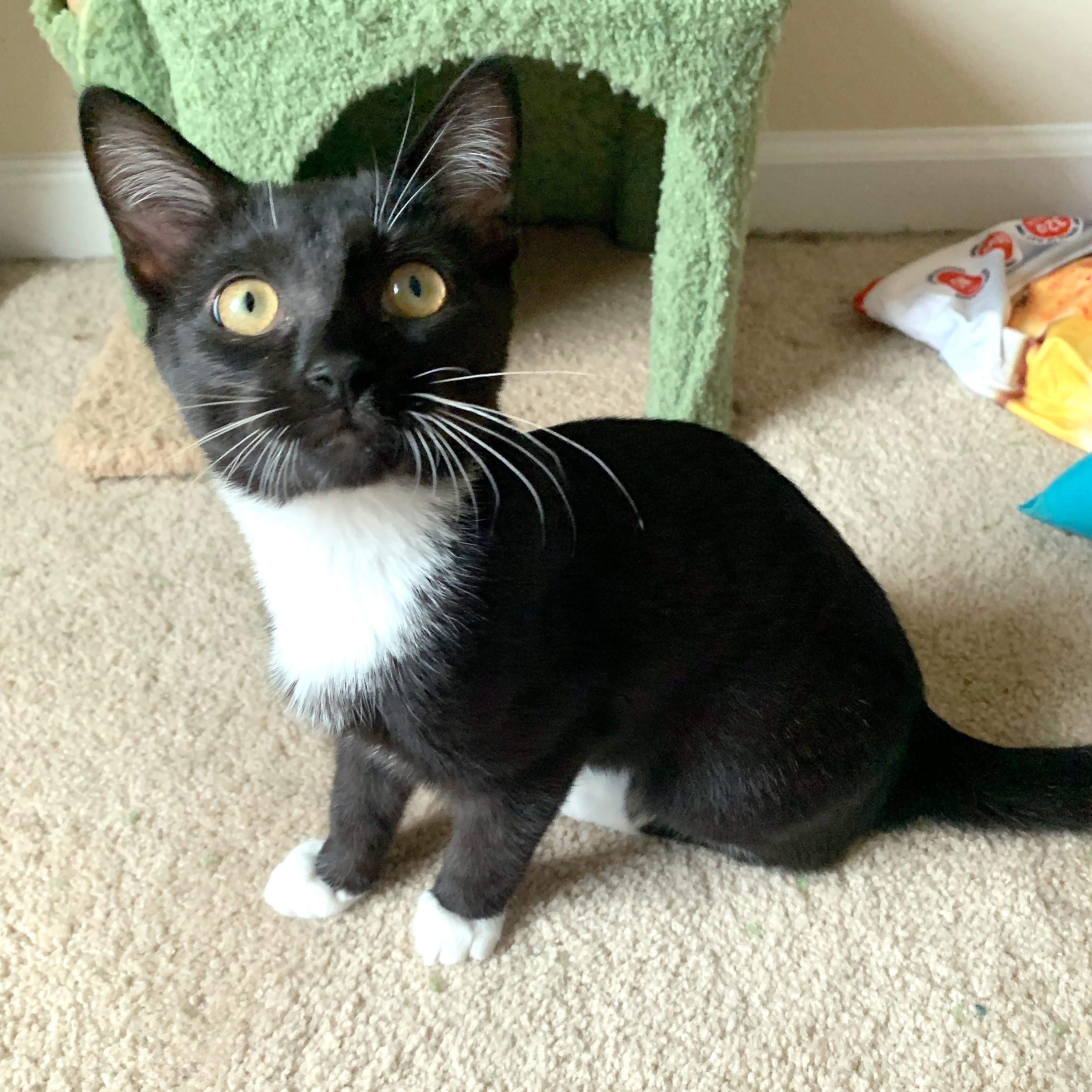 Enlarge Ohana, a Adoptable Domestic Short Hair in Apex, NC image 6/6