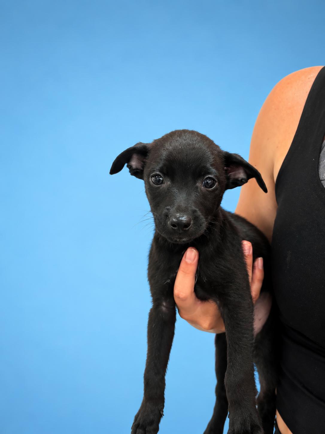 Enlarge Tommy, a ADOPTABLE mixed breed in Bixby, OK image 1/1