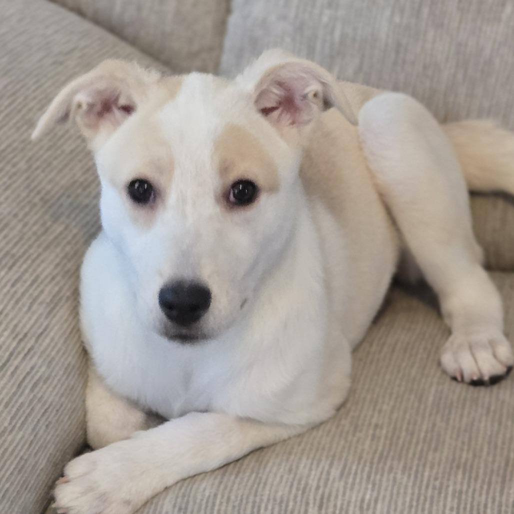 Emily Bronte, Adoptable, Puppy Female Australian Shepherd.