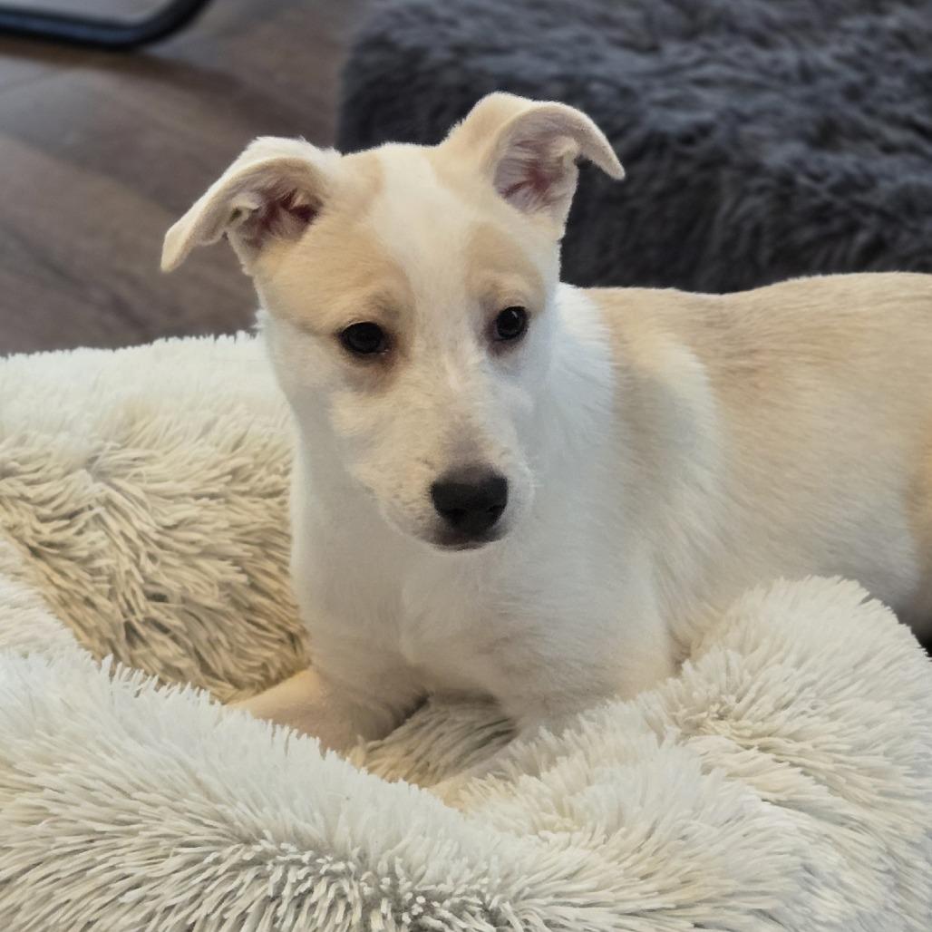 Enlarge Emily Bronte, a Adoptable mixed breed in Cincinnati, OH image 2/4