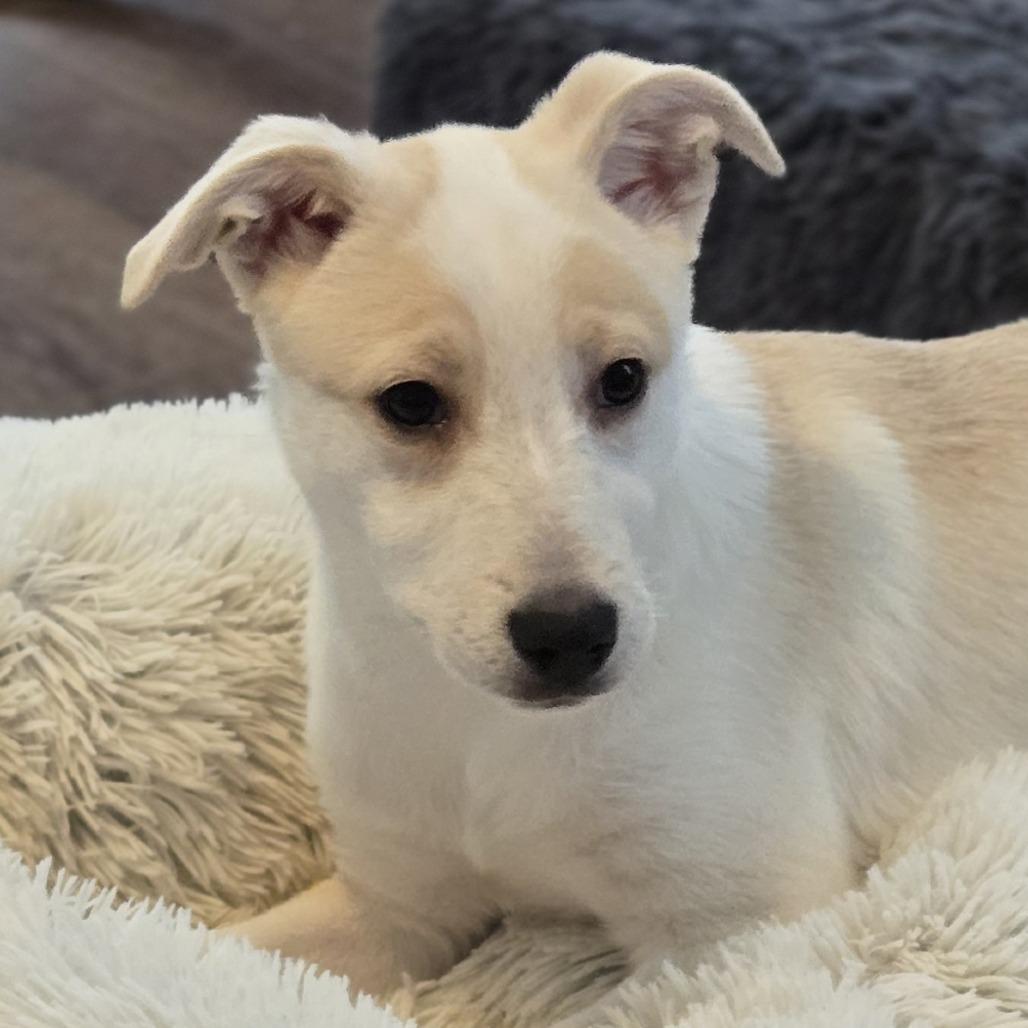 Enlarge Emily Bronte, a Adoptable mixed breed in Cincinnati, OH image 3/4