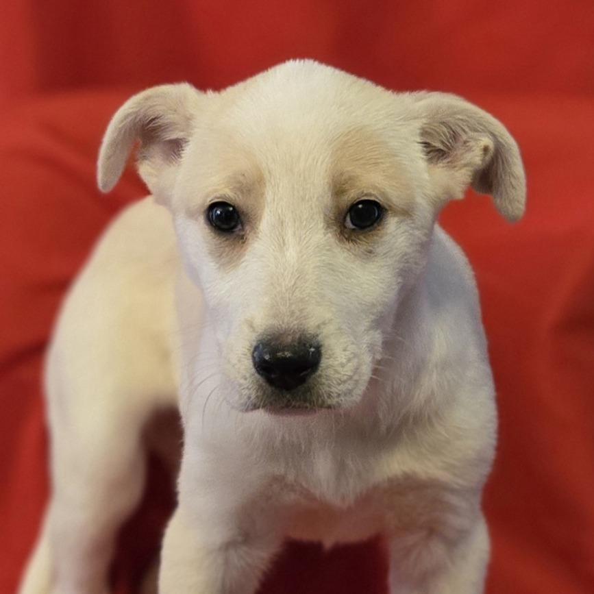 Emily Bronte, a Adoptable mixed breed in Cincinnati, OH image 1/3