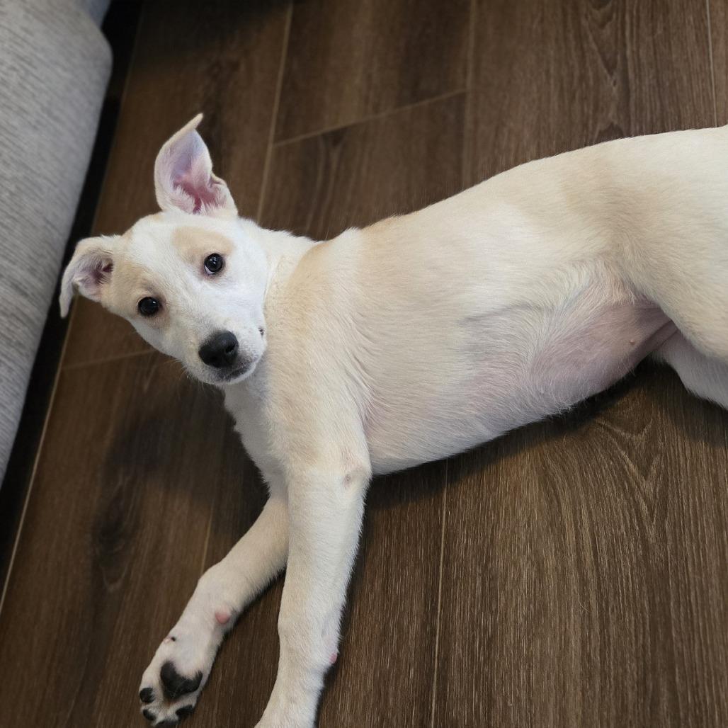 Enlarge Emily Bronte, a Adoptable mixed breed in Cincinnati, OH image 4/4