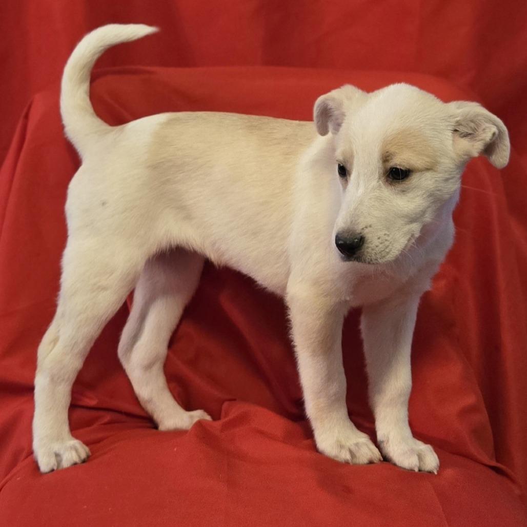 Emily Bronte, a Adoptable mixed breed in Cincinnati, OH image 3/3