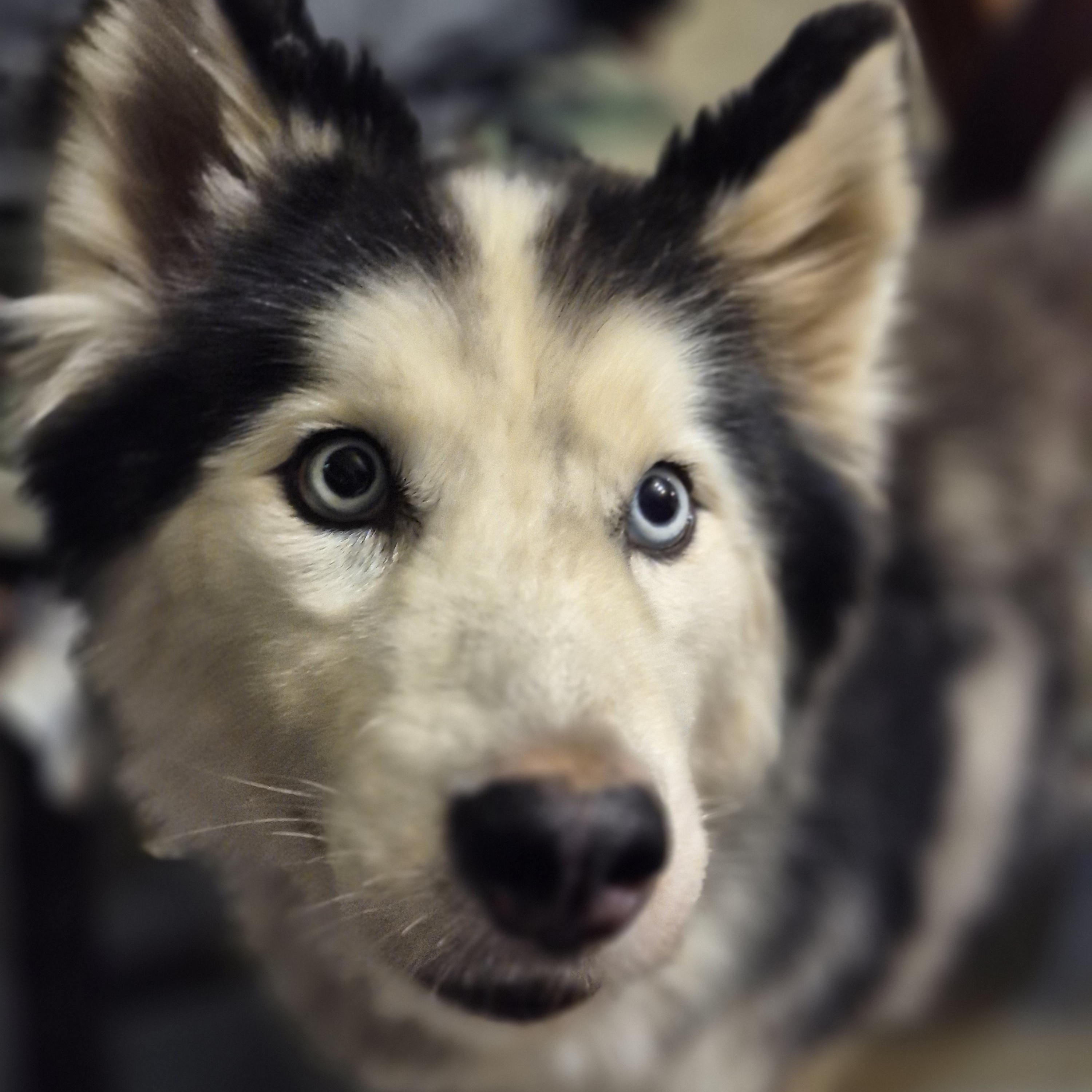 Aspen thumbnail 4