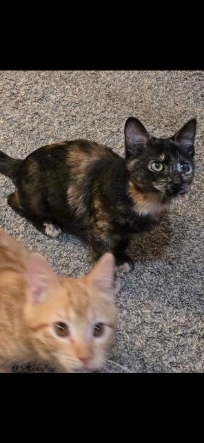 Enlarge Bree, a ADOPTABLE mixed breed in Mesa, AZ image 6/6