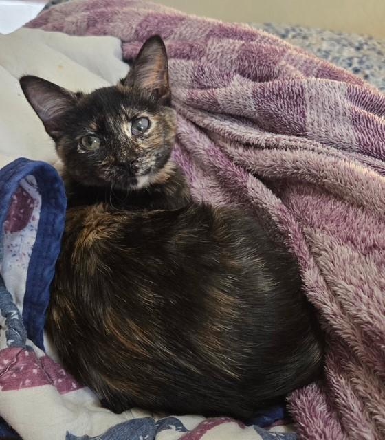 Enlarge Bree, a ADOPTABLE mixed breed in Mesa, AZ image 3/6