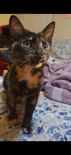 Enlarge Bree, a ADOPTABLE mixed breed in Mesa, AZ image 5/6