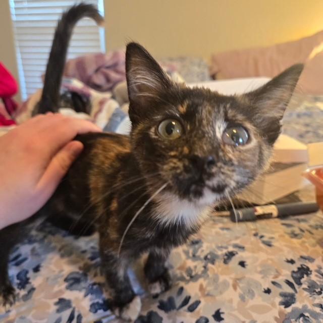 Enlarge Bree, a ADOPTABLE mixed breed in Mesa, AZ image 4/6