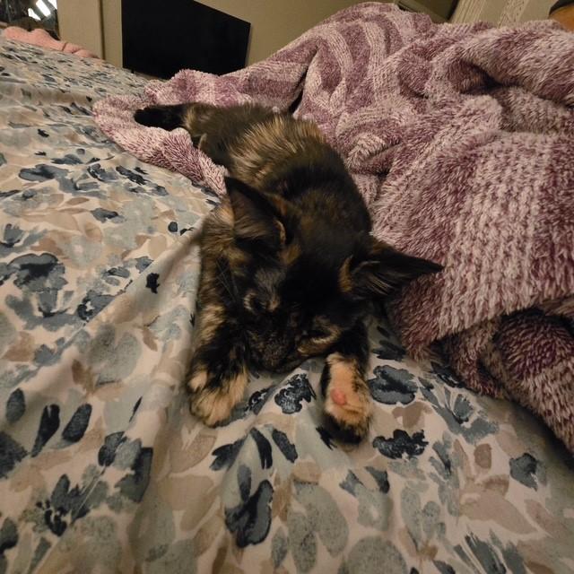 Enlarge Bree, a ADOPTABLE mixed breed in Mesa, AZ image 2/6