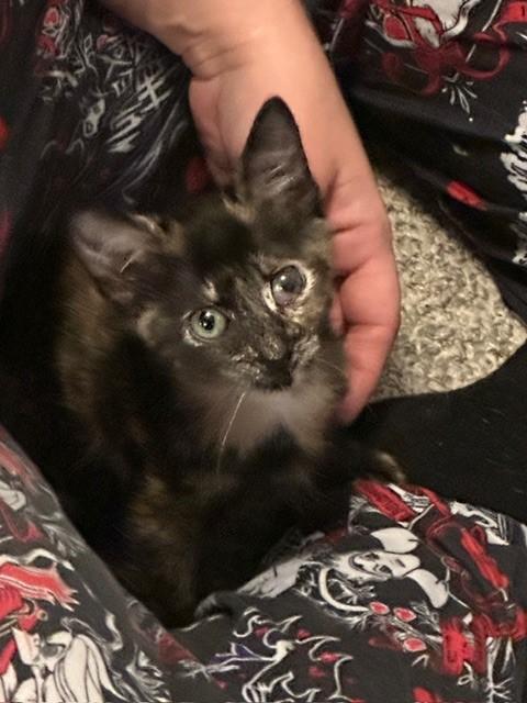 Bree, ADOPTABLE, Kitten Female Domestic Short Hair.