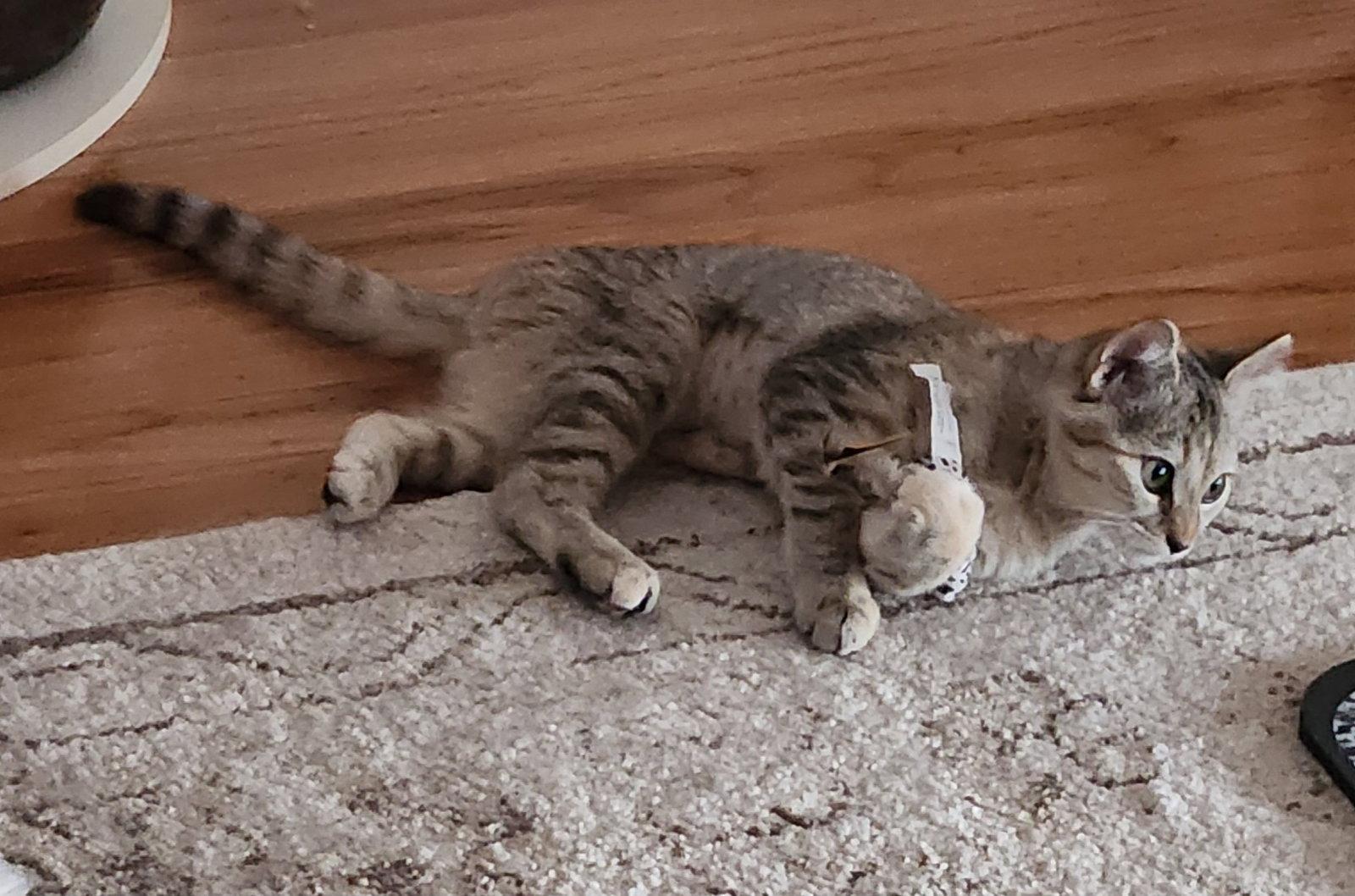 Junebug, Adoptable, Young Female Domestic Short Hair.
