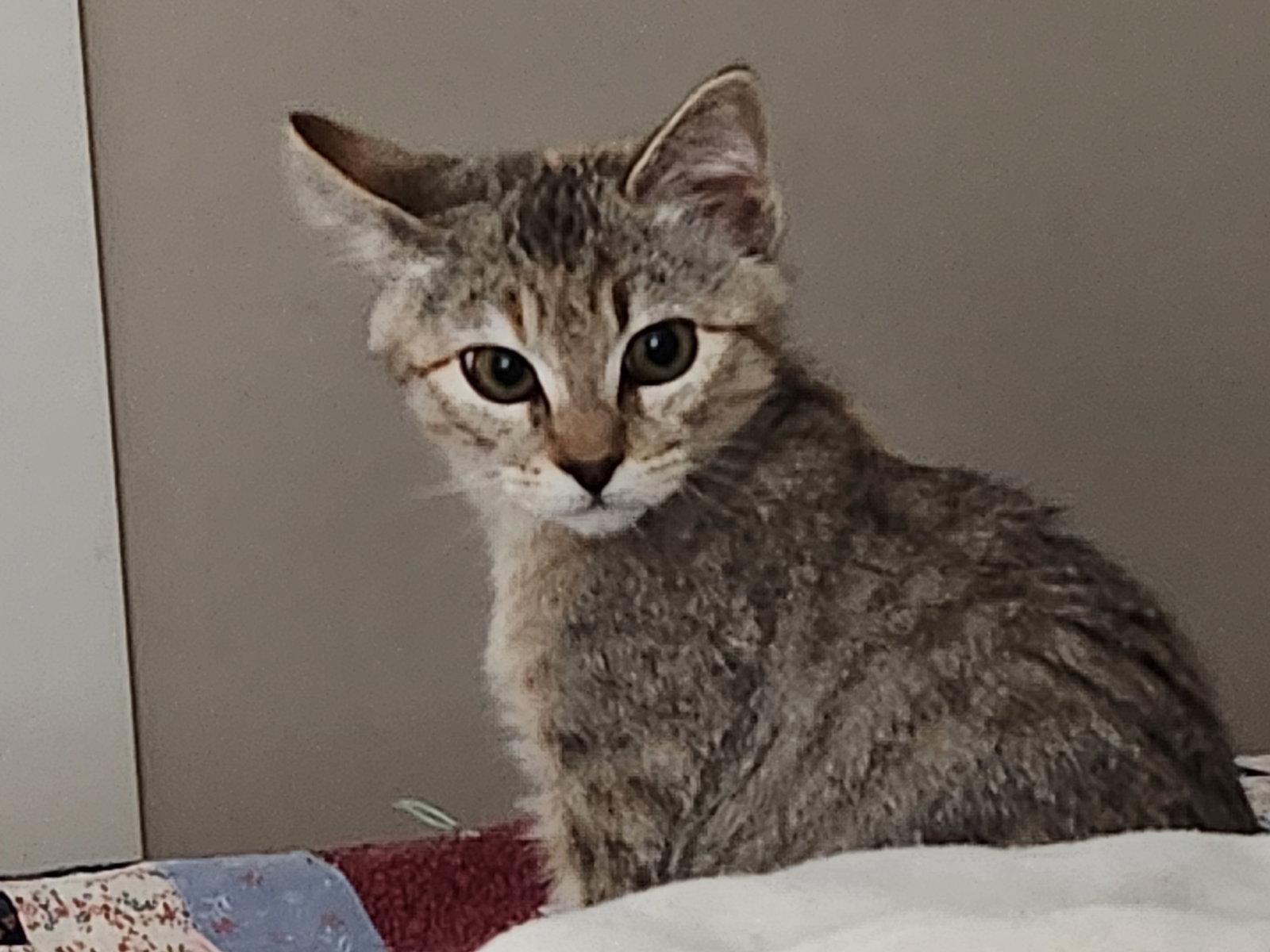 Enlarge Junebug, a Adoptable Domestic Short Hair in Davis, CA image 3/3