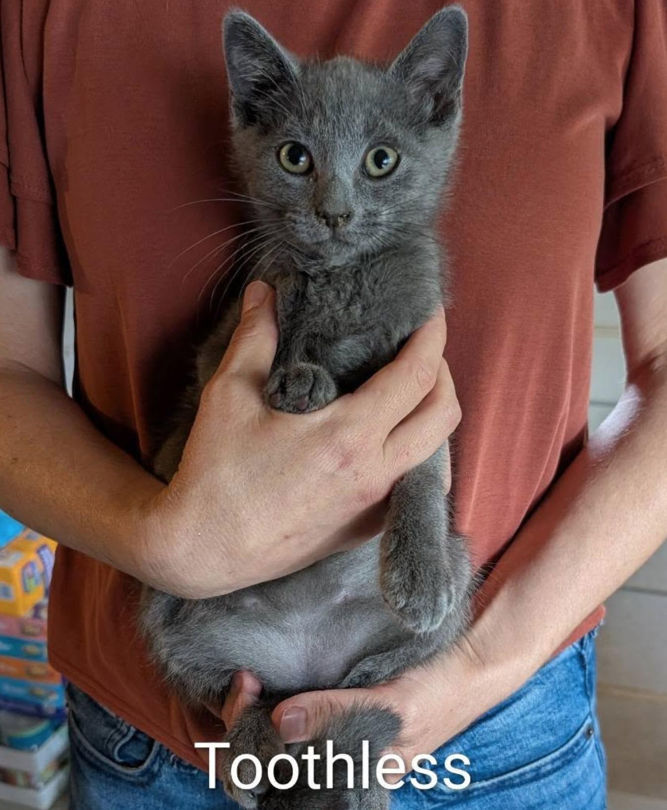 Enlarge Toothless, a Adoptable Domestic Short Hair in Maggie Valley, NC image 1/1
