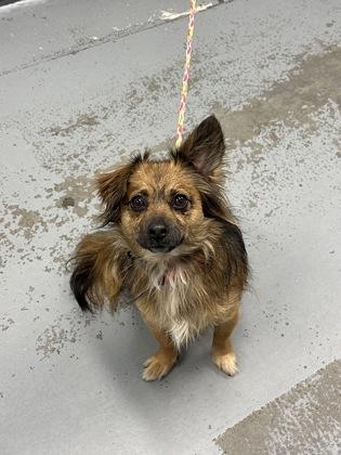 Noela, adopted, Young Female Pomeranian & Chihuahua.