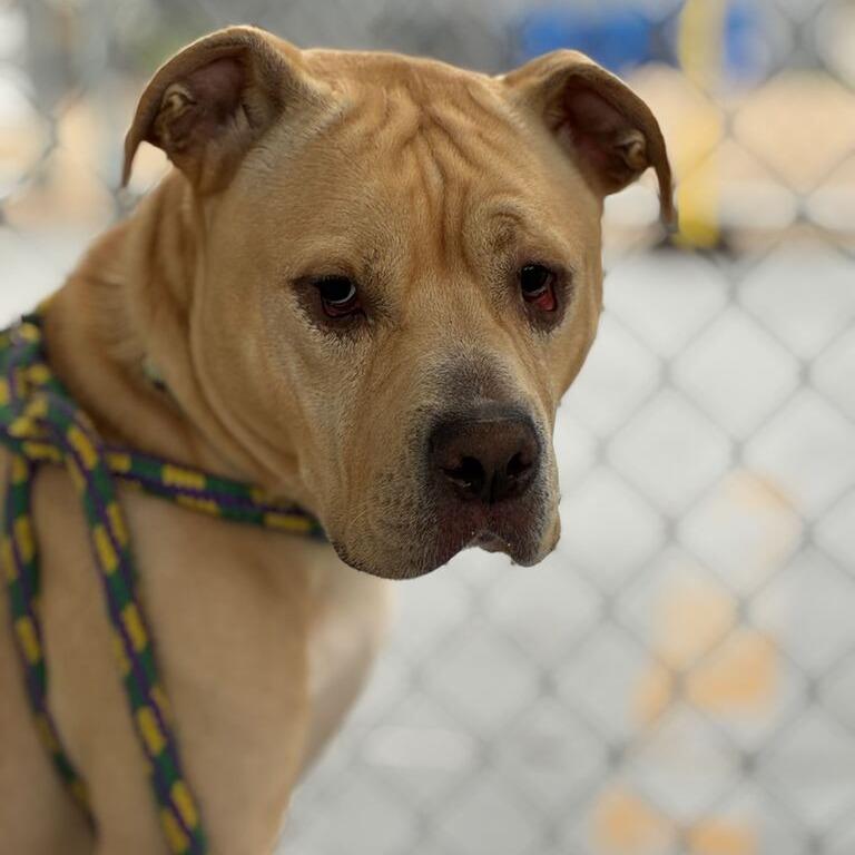 Freddie D, Adoptable, Adult Male Mixed Breed.