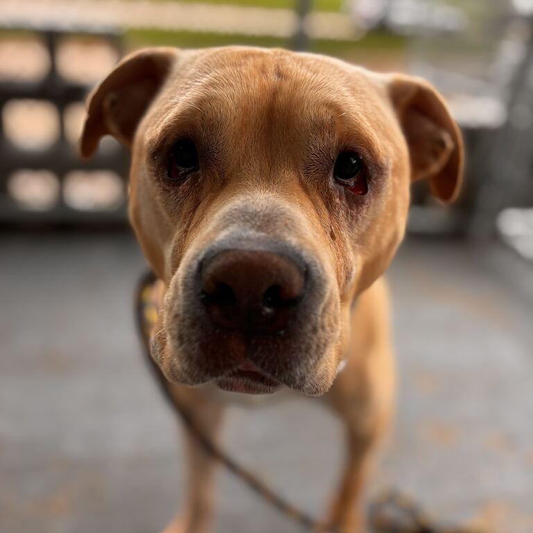 Enlarge Freddie D, a Adoptable Mixed Breed in Davenport, IA image 2/5