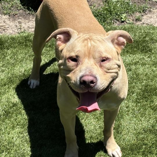 Enlarge Freddie D, a Adoptable Mixed Breed in Davenport, IA image 3/5